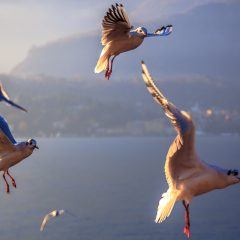 Vogels Comomeer