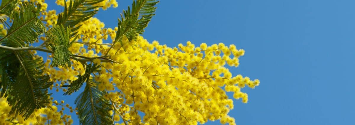 Mimosa festa della donna