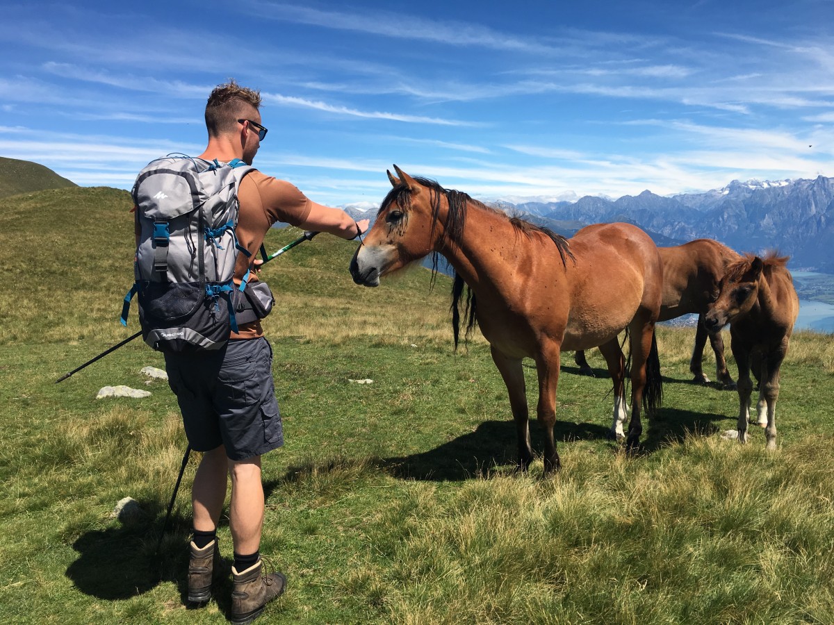 Paarden op de Monte Bregagno